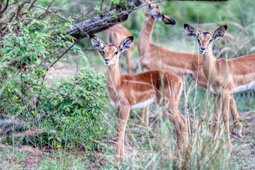 Wall Mural - baby impala herd grazing in the african bush