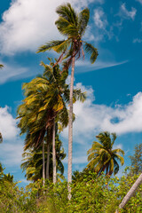 Wall Mural - Coconut palm trees swaying in the wind under a blue sky in a tropical climate