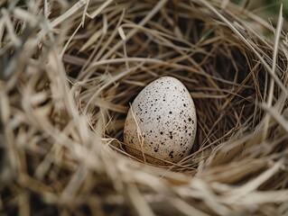 Speckled egg nestled in straw