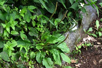 Poster - Plantain ( Plantago asiatica ) flowers. Plantaginaceae perennial plants.
It is a wind-pollinated flower, and pale purple flowers bloom densely in spikes with long stalks from spring to autumn.
