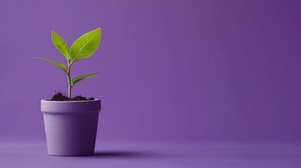 Wall Mural - coin moneys near small plant growing on pot copy space on purple background with minimalist style