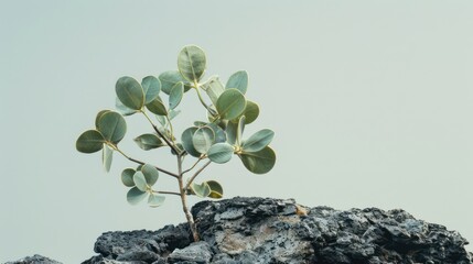 Canvas Print - A plant with leaves shaped like coins growing from soil, with a clear sky or plain background providing space for text or branding elements 