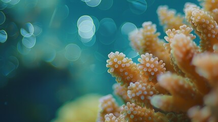 The coral colony pulsates with energy as it releases its gametes into the water.