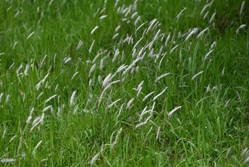 Poster - Cogongrass ( Imperata cylindrica ) flowers.
Poaceae perennial plants. Produces reddish-brown flower spikes in early summer. Seeds wrapped in fluff are blown away by the wind.