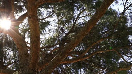 Poster - a pine forest trees. nature green wood sunlight backgrounds 