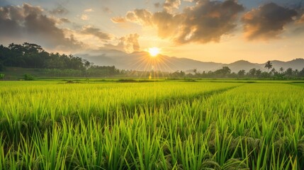 The rice plant grows gradually mirroring human development resulting in a bountiful harvest