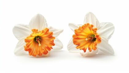 Poster - Isolated daffodil flowers on white background