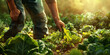 © Lila Patel - A gardener diligently weeds their prized vegetable garden, anticipating the bounty of fresh produce they'll soon harvest