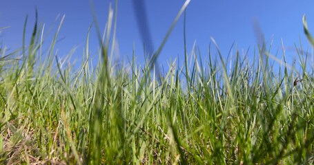 Wall Mural - green grass against a blue sky, green grass growing on a hill in spring