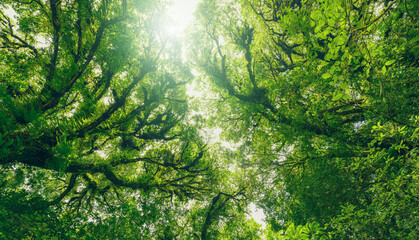 Wall Mural - looking up view of tree trunk to green leaves of tree in forest with sun light. fresh environment in