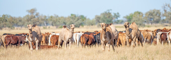 Wall Mural - Cattle and camels grazing together in  western Queensland,Australia.