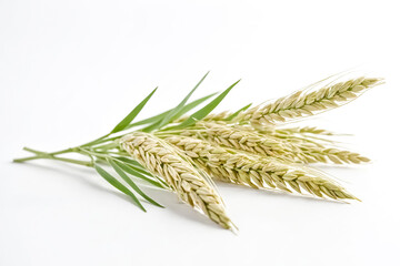 Wall Mural - Wheat Ears on White Background