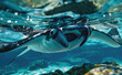 © Kien - A closeup shot of the entire body and head of an ancient manta ray swimming in clear blue water, capturing its graceful movements underwater.