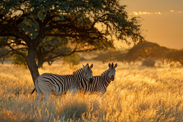 Canvas Print - Plains zebras (Equus burchelli) in grassland at sunrise, Mokala National Park, South Africa.