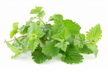 Wall Mural - Lemon balm leaves with a serrated edge isolated on white background