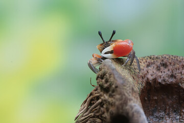 A fiddler crab is hunting for prey on dry bamboo sticks. This animal has the scientific name Uca sp.