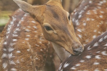 Wall Mural - portrait of an adult axis deer looking at the camera