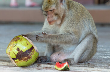 Sticker - A monkey eats a coconut