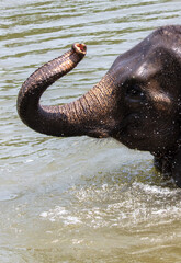 Sticker - An elephant bathes in the river. Close-up