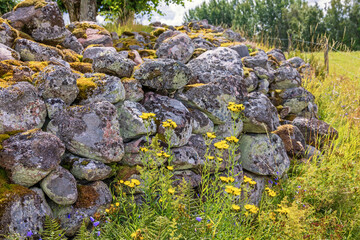 Sticker - Old stone wall with moss and lichen and flowering Asteraceae flowers