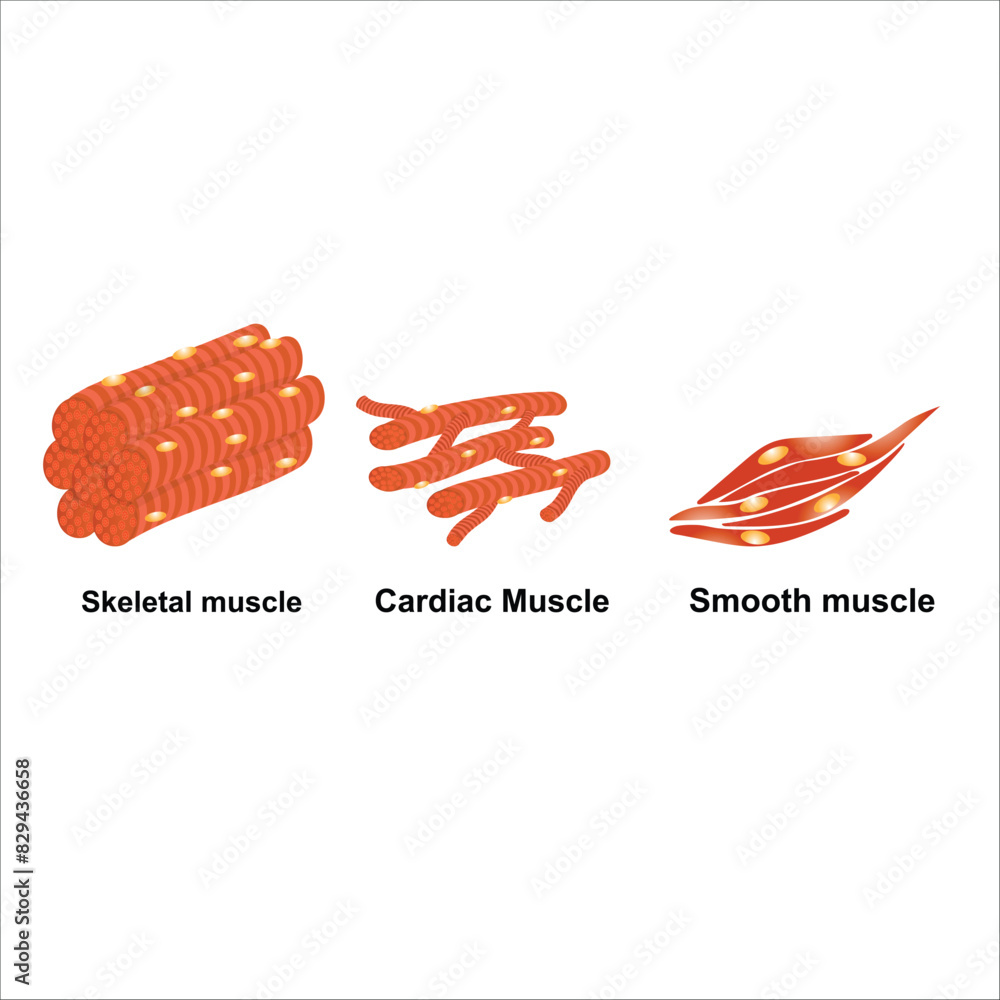Vector Simple Mucles human body muscle types vector Stock Vector | Adobe Stock