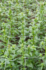 Wall Mural - cut flower netting. plant support net. using plastic garden netting to support snapdragon plants.