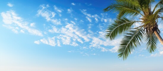 Poster - Palm tree wide blue sky and fluffy clouds in the morning Beautiful sky as background. copy space available