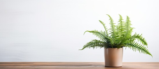 Poster - Beautiful fern in pot on wooden table against white background. copy space available