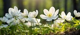 Spring wild flower background Anemone nemerosa or white wood anemone is one of the first flowers of the year. copy space available