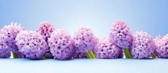 Wall Mural - Hyacinth flowers bouquet Easter greeting card template With space for your greetings. copy space available