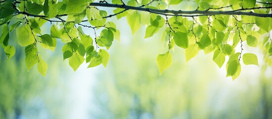 Aufkleber - Birch leaves in youthful green adorn the springtime backdrop as blossoming buds emerge Ample copy space available