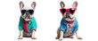 © NightTampa - Two stylish French Bulldogs wearing colorful shirts and sunglasses, posing against a white background, exuding cool vibes.