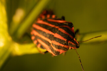 Detailed macro shot of a red and black insect perched on a green leaf. The insect's intricate patterns and textures are clearly visible, set against a blurred green background.