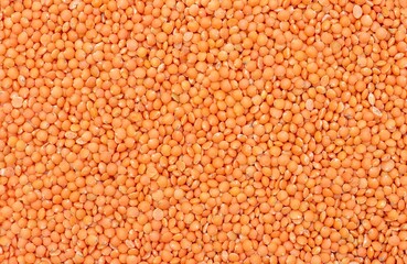 Wall Mural - Masoor Dal or Red Lentil Background with Copy Space in Horizontal Orientation