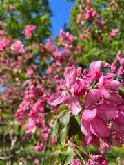 Wall Mural - Tender pink apple tree blossom, blooming apple tree