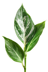 Wall Mural - Aglaonema Leaf, single object, Di-Cut PNG style, ISOLATED transparent background