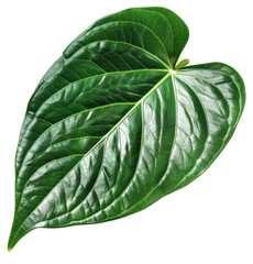 Wall Mural - Anthurium Leaf, single object, Di-Cut PNG style, ISOLATED transparent background