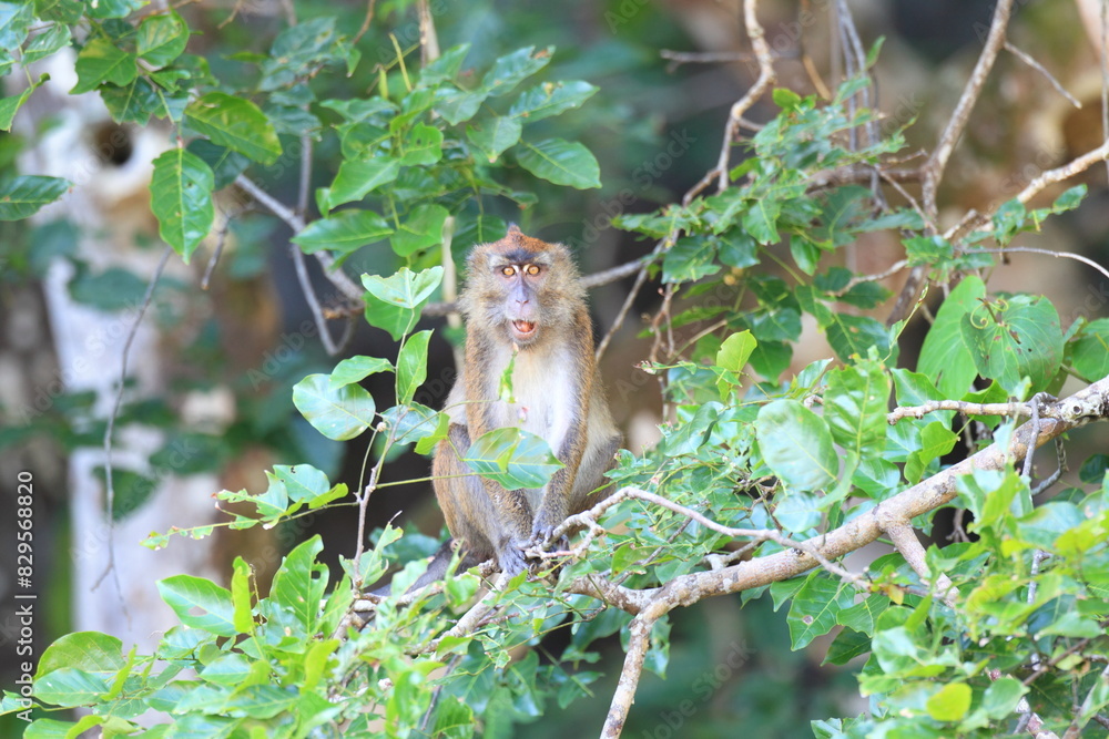 Crab-eating macaque (Macaca fascicularis), also known as the long ...