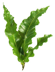 Wall Mural - Asplenium Leaf (Bird's Nest Fern), single object, Di-Cut PNG style, ISOLATED transparent background