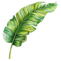 Wall Mural - Banana leaf single object transparen background