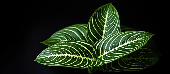 Canvas Print - A variegated Dieffenbachia sp leaf with a copy space image