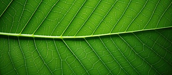 Poster - detailed close up photo of a plumeria leaf showcasing its intricate vein pattern with ample copy spa