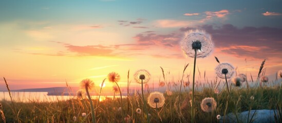 Sticker - A picturesque rural scene at sunset featuring a grass flower a windmill and the sky as the backdrop providing copy space image