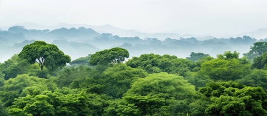 Sticker - green trees with lush canopies in asia creating a scenic view set against a white background for a s