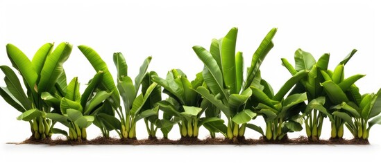 Sticker - collection of banana trees isolated on white background for garden design with copy space image econ