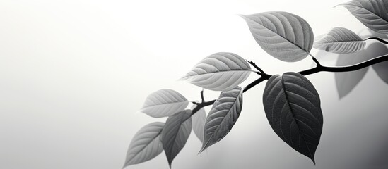 Wall Mural - black and white photo style featuring leaves with light and shadow with a beautiful copy space image