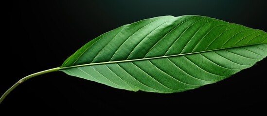 Poster - leaf of a momordica charantia plant with copy space image