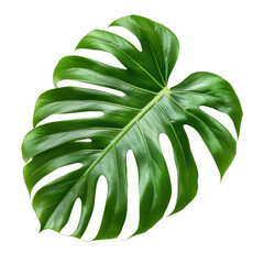 Wall Mural - Philodendron Leaf, single object, Di-Cut PNG style, ISOLATED transparent background