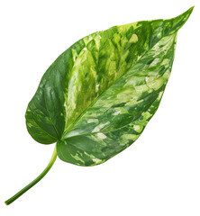 Wall Mural - Pothos Leaf, single object, Di-Cut PNG style, ISOLATED transparent background