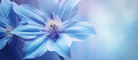 Poster - Macro image of a Clematis flower in cool blue tones with soft focus capturing the beauty of this spring bloom in a copy space image